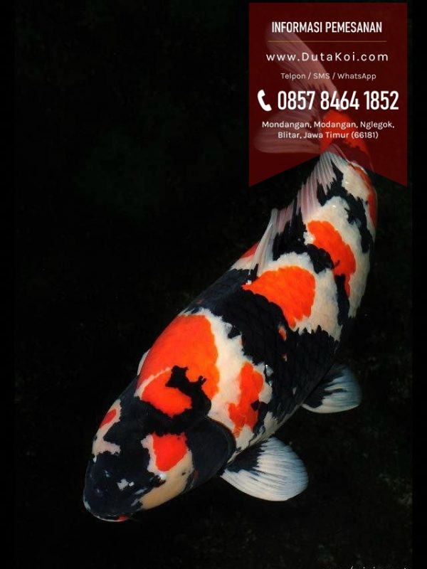 Jual Ikan Koi Super  Import Lokal Murah di Blitar